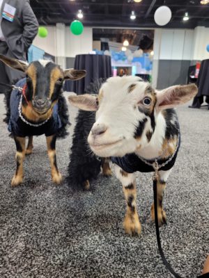 Two goats wearing black gowns on leashes.